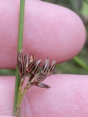 Juncus filiformis