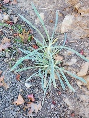 Pseudognaphalium beneolens