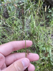 Juncus filiformis