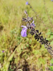 Salvia amarissima