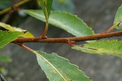 Salix cordata