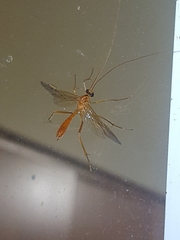 Macrocentrinae