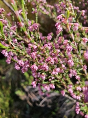 Erica lucida