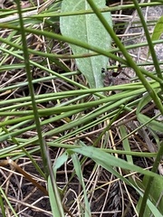 Juncus filiformis