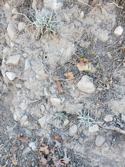 Pseudognaphalium beneolens