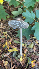 Coprinopsis picacea