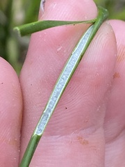 Juncus filiformis