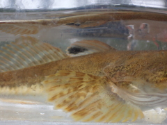 Leptocottus armatus