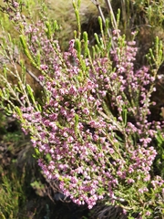 Erica lucida