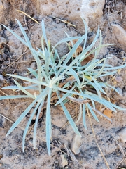 Pseudognaphalium beneolens