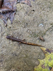 Hemidactylium scutatum