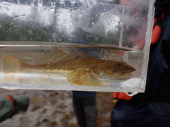 Leptocottus armatus