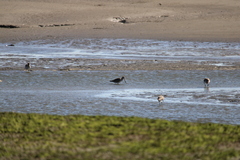 Limosa lapponica baueri
