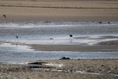 Himantopus novaezelandiae