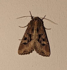 Trigonophora jodea