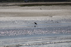 Himantopus novaezelandiae