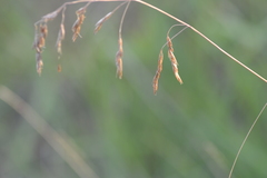 Festuca altaica