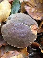 Xerocomellus pruinatus