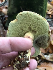 Xerocomellus pruinatus