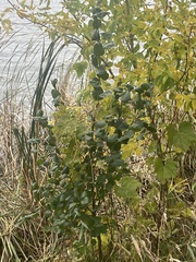 Betula pendula