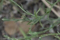 Chaetopappa ericoides