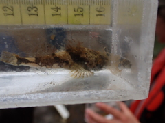 Myoxocephalus polyacanthocephalus
