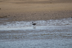 Limosa lapponica baueri