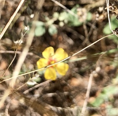 Linum berlandieri