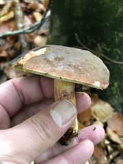 Xerocomellus pruinatus