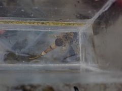 Myoxocephalus polyacanthocephalus