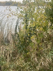 Betula pendula