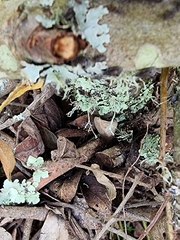 Tuberolachnus salignus