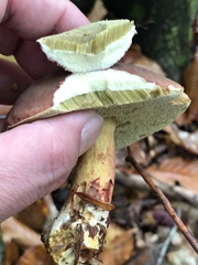 Xerocomellus pruinatus