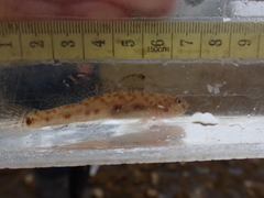 Lepidogobius lepidus
