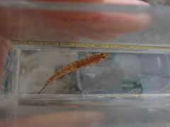 Lepidogobius lepidus
