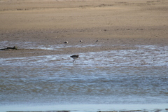 Limosa lapponica baueri