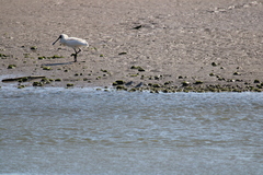 Anarhynchus frontalis