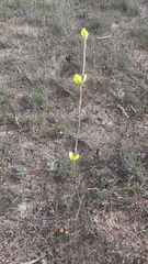 Moraea bellendenii