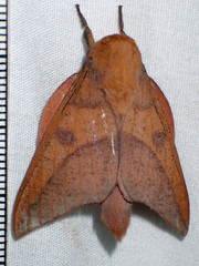 Adeloneivaia subangulata