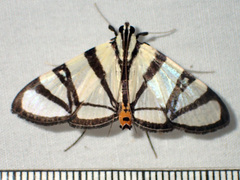 Conchylodes nolckenialis