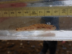 Lepidogobius lepidus
