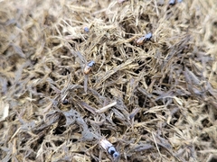 Chilothorax distinctus