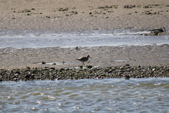 Limosa lapponica baueri