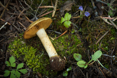 Cortinarius parkeri
