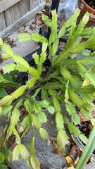 Schlumbergera truncata