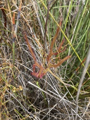 Drosera binata