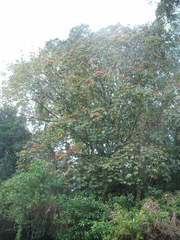 Dombeya cacuminum