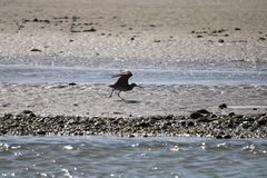 Limosa lapponica baueri