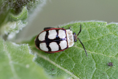 Oedionychina