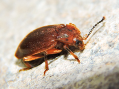 Epipocinae